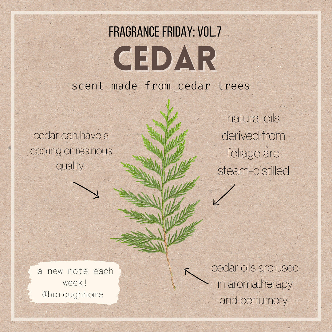 Fragrance Friday Vol. 7: Cedar